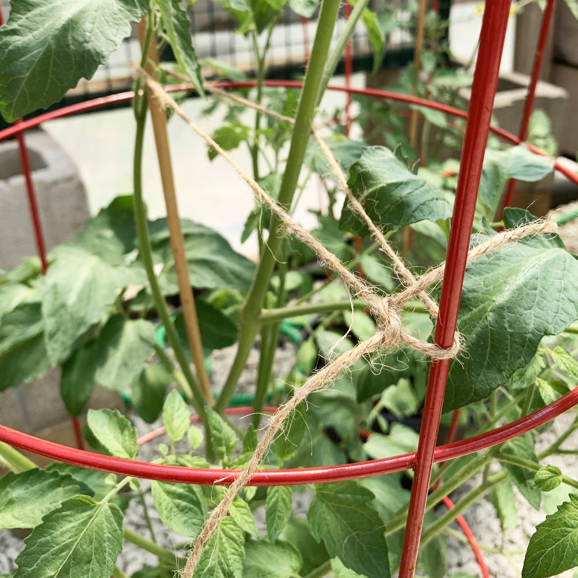 Ferry-Morse natural jute twine in use